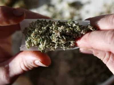 Seedbanks und ihre besten Marihuanasamen im Überblick