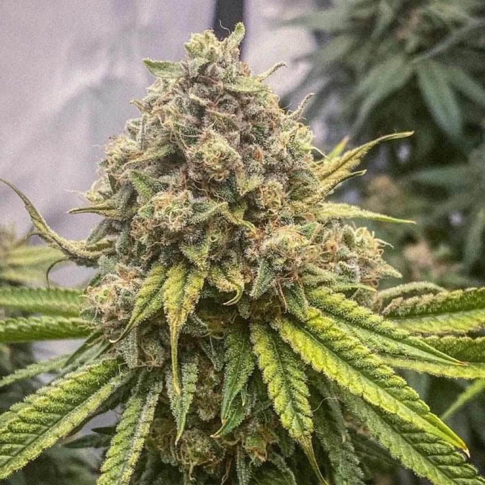 New York Power Diesel: Treibstoff für Ihre Cannabisreise