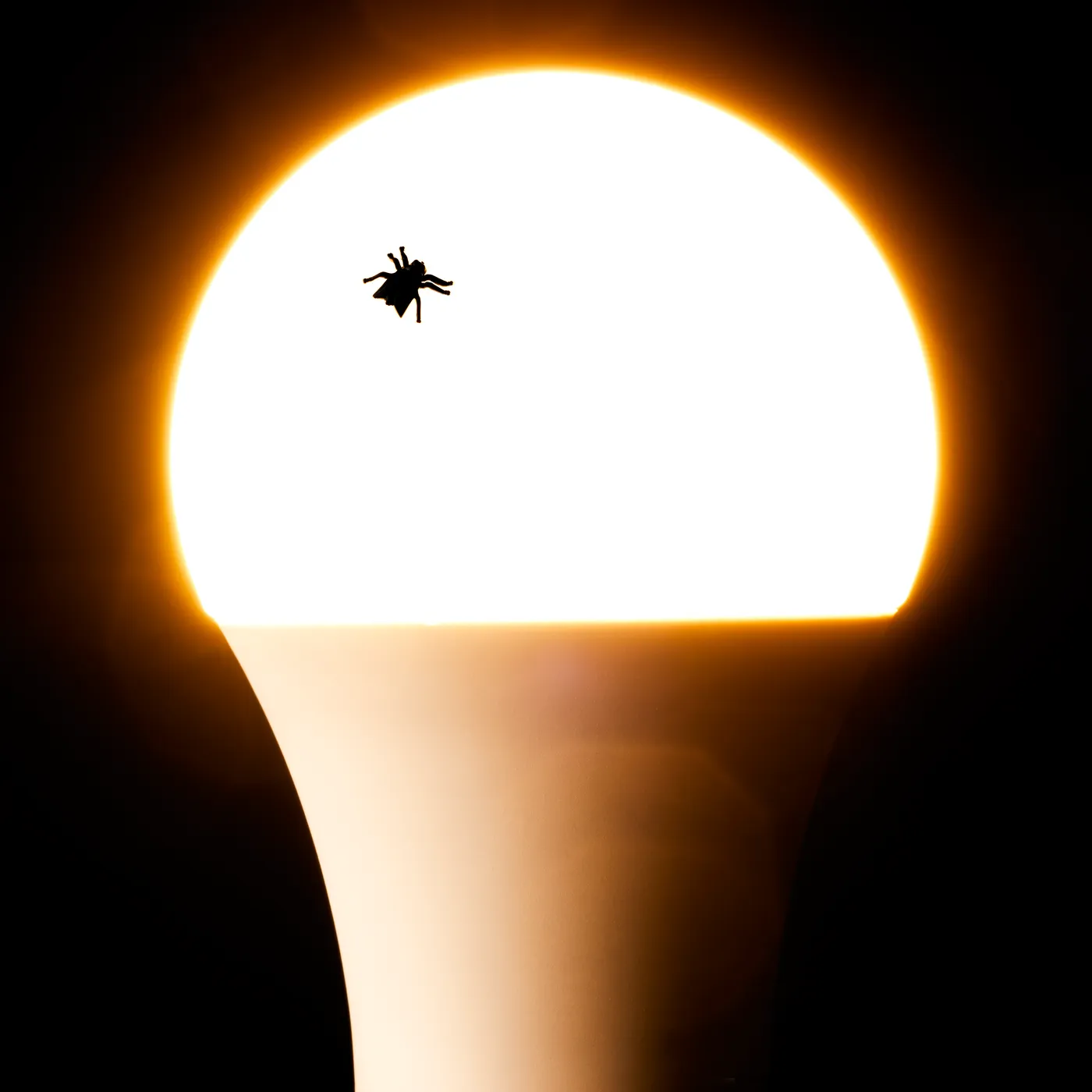 LED Leuchtstoffröhren günstig kaufen und Halogenlampen ersetzen